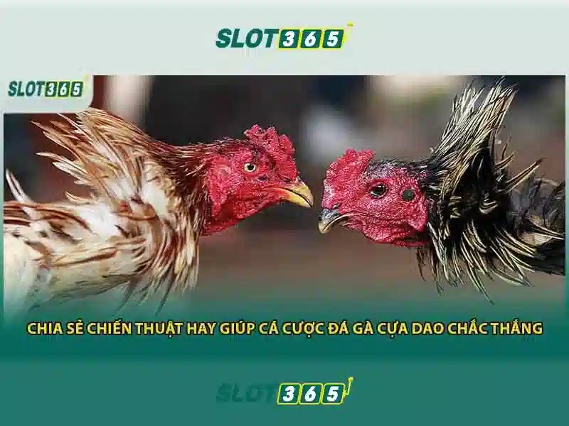 Khuyến mãi và mã thưởng Slot365