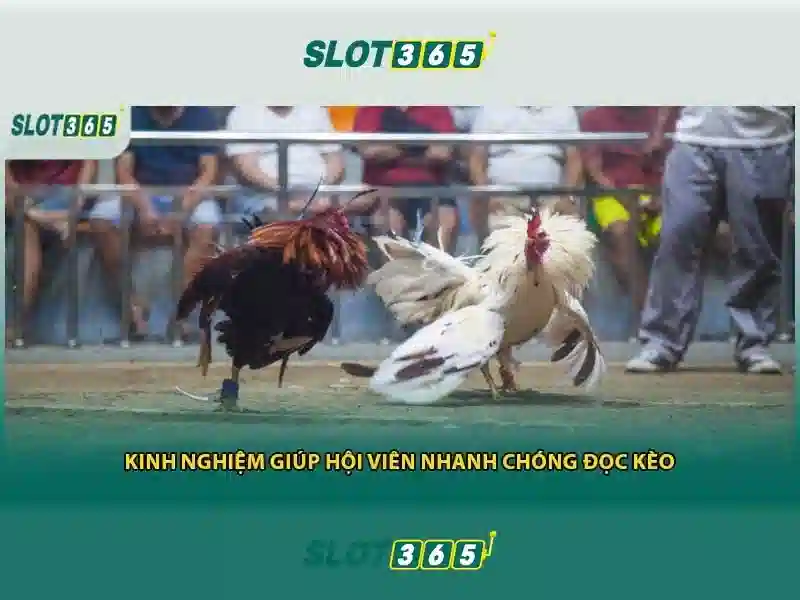 Slot365 – Nền tảng chơi khe online hàng đầu